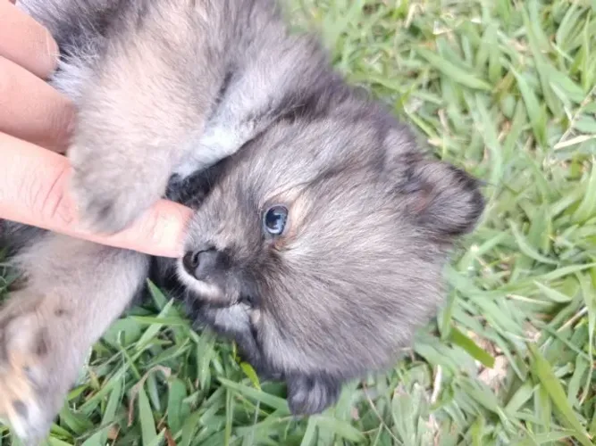 FILHOTE FÊMEA SPITZ ALEMÃO LULU DA POMERÂNIA