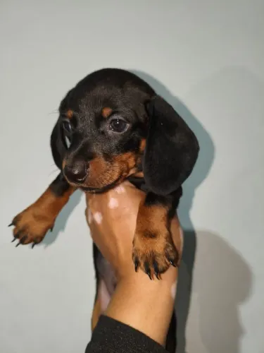 Filhotes de Salsicha Criados com Muito Carinho Esperando por Você