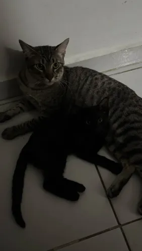 GATA FILHOTE DOAÇÃO URGENTE