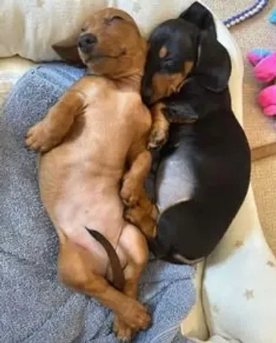 Dachshund: leve hoje um companheiro que conquista