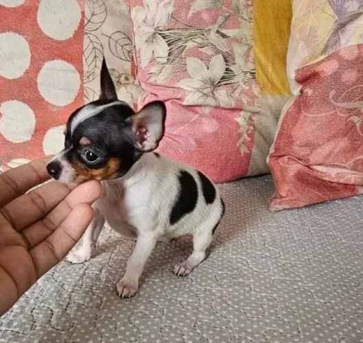 Pincher 0