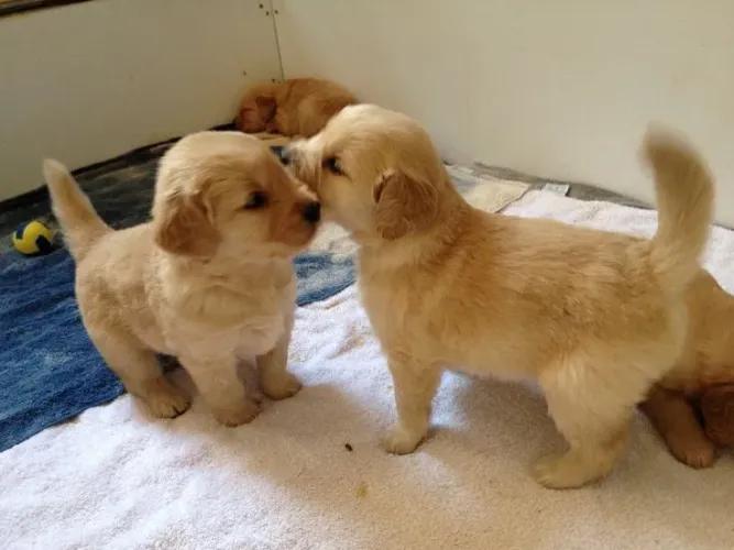 Golden Retriever maravilhosa