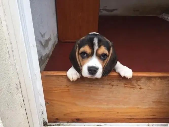 Beagle O companheiro ideal para deixar sua casa mais viva