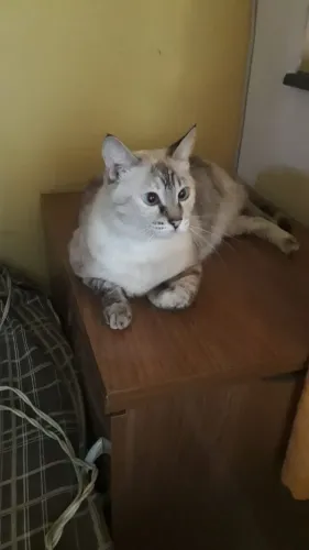 Doação de gatos castrados.