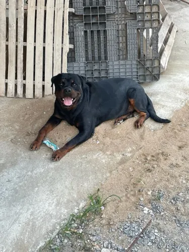 Adestrador e Reabilitação Comportamental de Cães