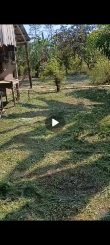 Vende-se sítio no Ramal Aliança - Vila Brasileira