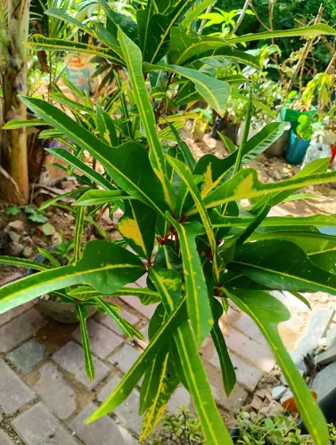 Planta Cloto