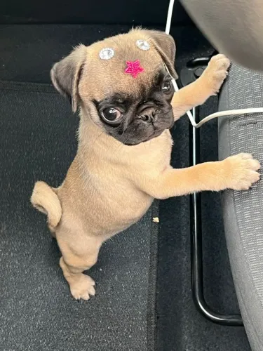 Pug um pacote de alegria em quatro patas