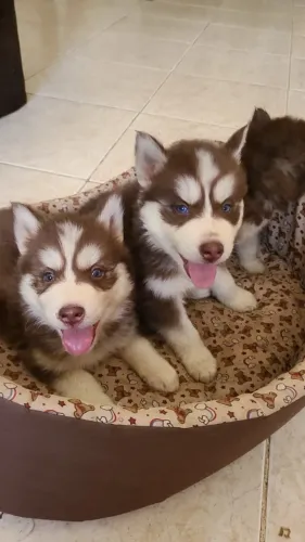 Husky Siberiano cinza/marrom/preto e branco, olhos azuis e bi colores a pronta entrega!
