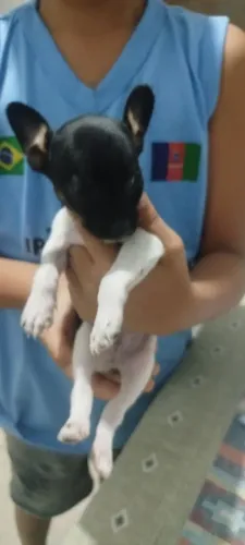 Pinscher 01 machinho