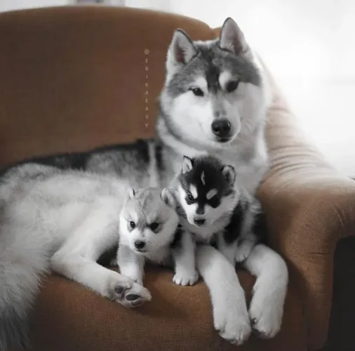 Husky Siberiano com filhotes a família mais que perfeição