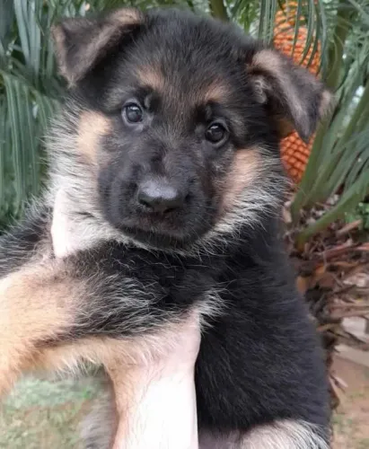 Filhote Pastor Alemão, Seu Novo Cãopanheiro de Aventuras Está Aqui!