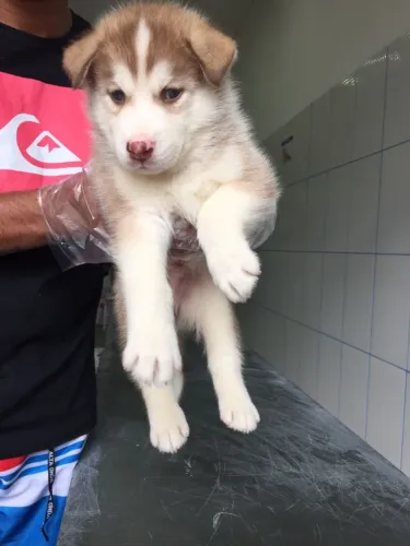 Macho de Husky Siberiano com 58 dias vacinado e com pedigree garantias em contrato