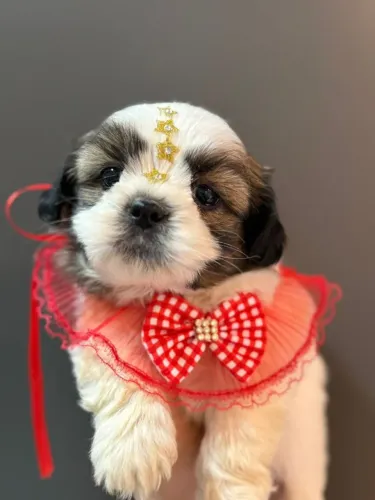 Filhote Shihtzu disponível 