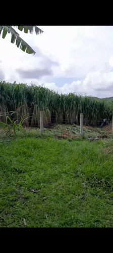 VENDO BRS CAPIAÇU E KURUMI MUDAS Capineira de alta produtividade