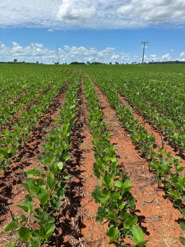 Fazenda de arrendamento 1.900 com 456hec com 4 pivôs em Jussara Goiás