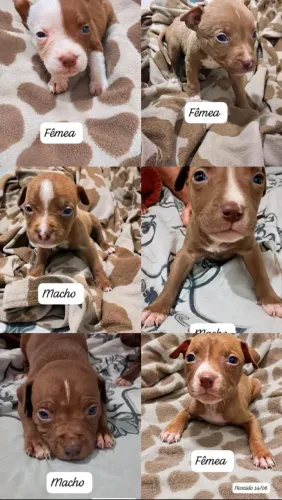 Filhotes de Pit Bull a venda