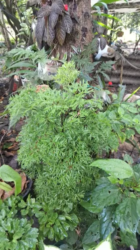 Plantas Ornamentais 