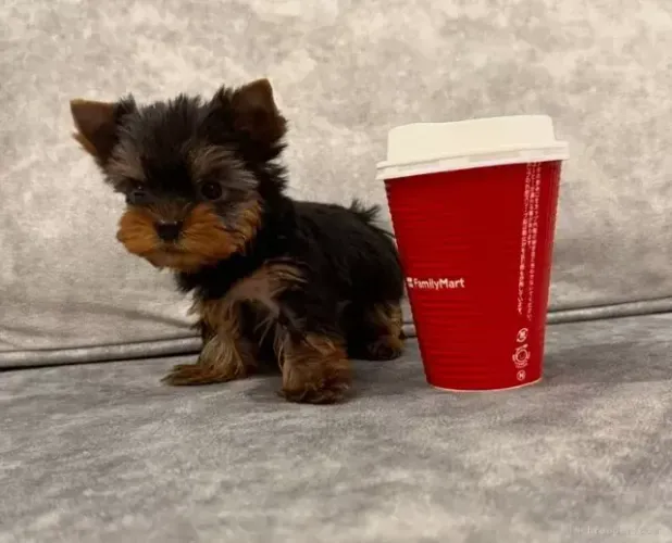 Cãozinho yorkshire de linhagem selecionada dócil e saudavel