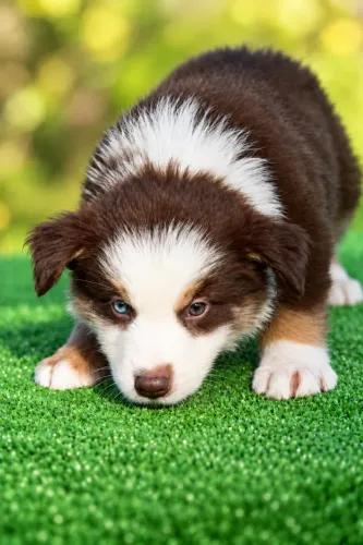 Filhote de Border Collie
