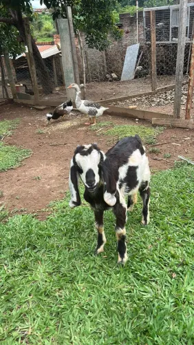 Cabra mansa pet