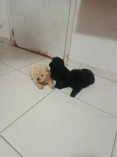 Lindos Filhotes de Chow Chow