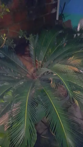 Palmeiras cica revoluta conhecida como sangu de jardim 