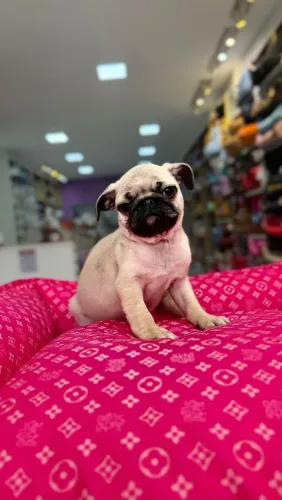 PUG MACHO E FÊMEA 
