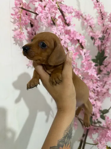 Último Baby Dachshund(Salsichinha) MACHO!!!