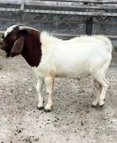 cabrito