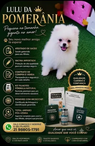 Spitz alemão anão branco 