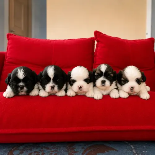 Filhotes Shih-Tzu Raça Pura com Pedigree - Machos e Fêmeas