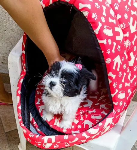 Vende se filhote de Shih Tzu