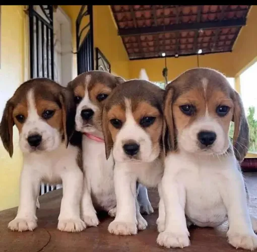 Lindos Filhotes de Beagle Disponíveis