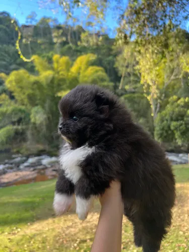 Spitz alemão anão