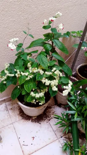 Planta Lágrima de Cristo com vaso de cimento