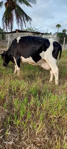 Venda de Vaca Leiteira