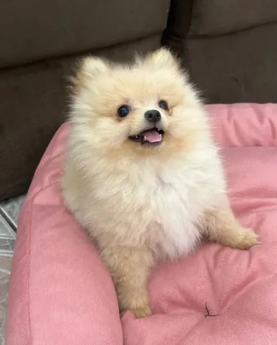 Cachorro Lulu da Pomerania filhote vacinado e contrato de saude disponível