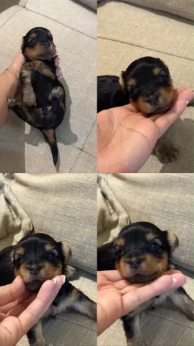 Vendas leia antes