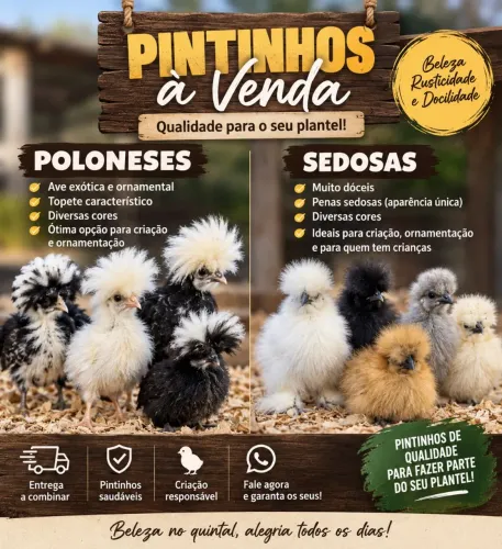 Pintinhos polonesas e sedosas
