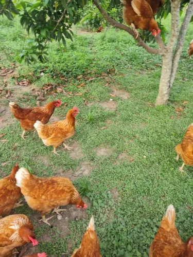 Vendo! Galinhas caipira para abate.