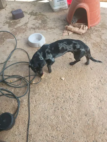Procura-se  fêmea dachshund para cruza