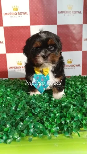 Shihtzu amachinho muito fofo! Disponível