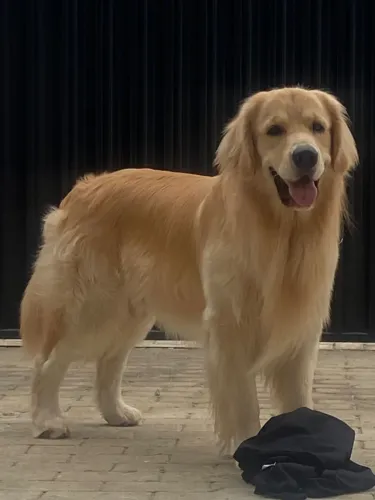 Filhote de Golden retriever
