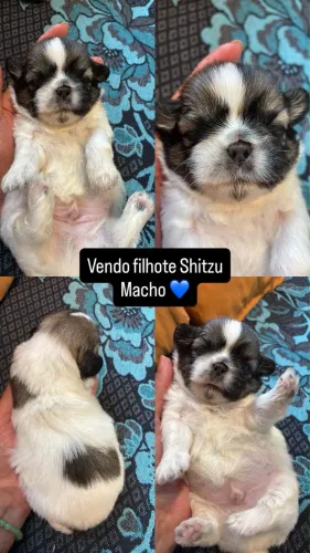 Raça Shitzu 