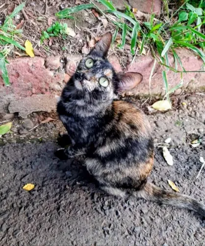 Gata escaminha linda
