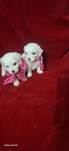 Filhote de Maltês um companheiro delicado e cheio de carinho