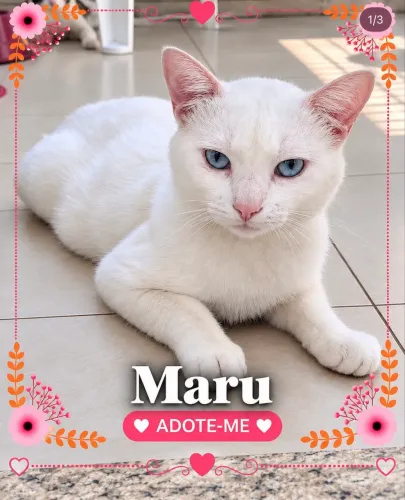 Gato para adoção 