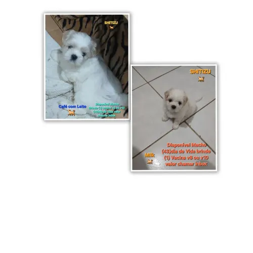 Cachorro raça SHiTIZU