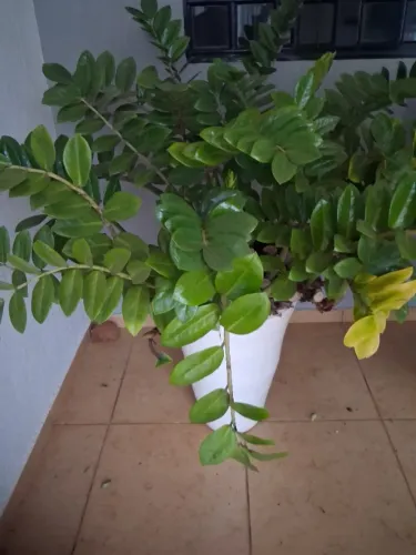Vasos com plantas
